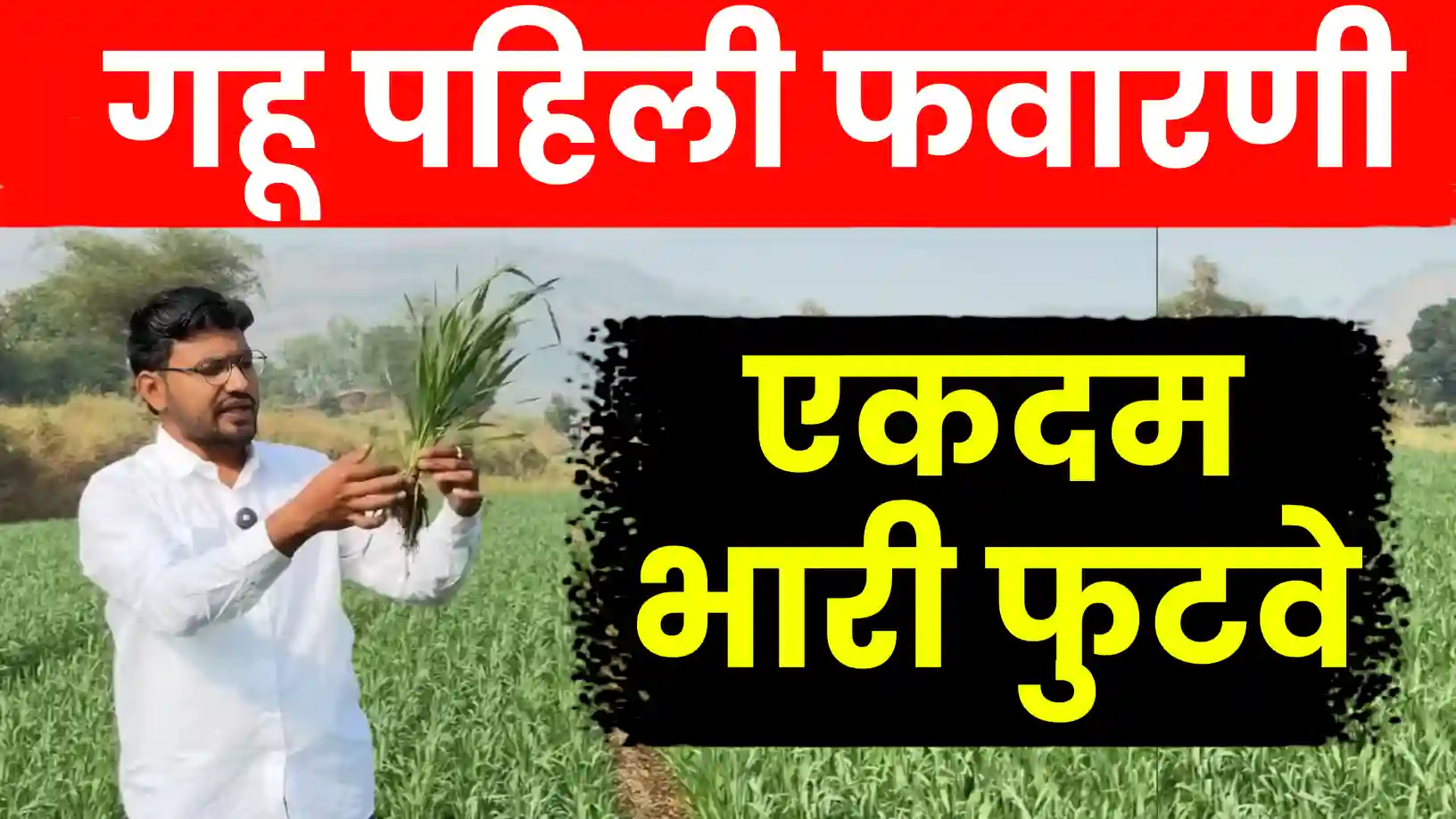 गहू पिकासाठी पहिली फवारणी: फुटवा वाढवण्यासाठी आणि मावा नियंत्रणासाठी संपूर्ण मार्गदर्शन