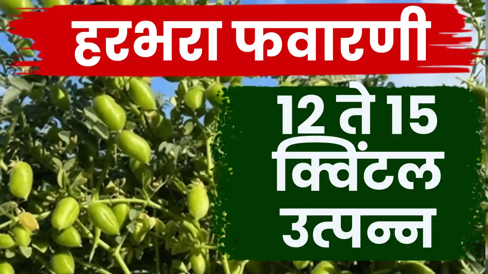 हरभऱ्याचे उत्पादन १२ ते १५ क्विंटलपर्यंत मिळवण्यासाठी असे करा नियोजन