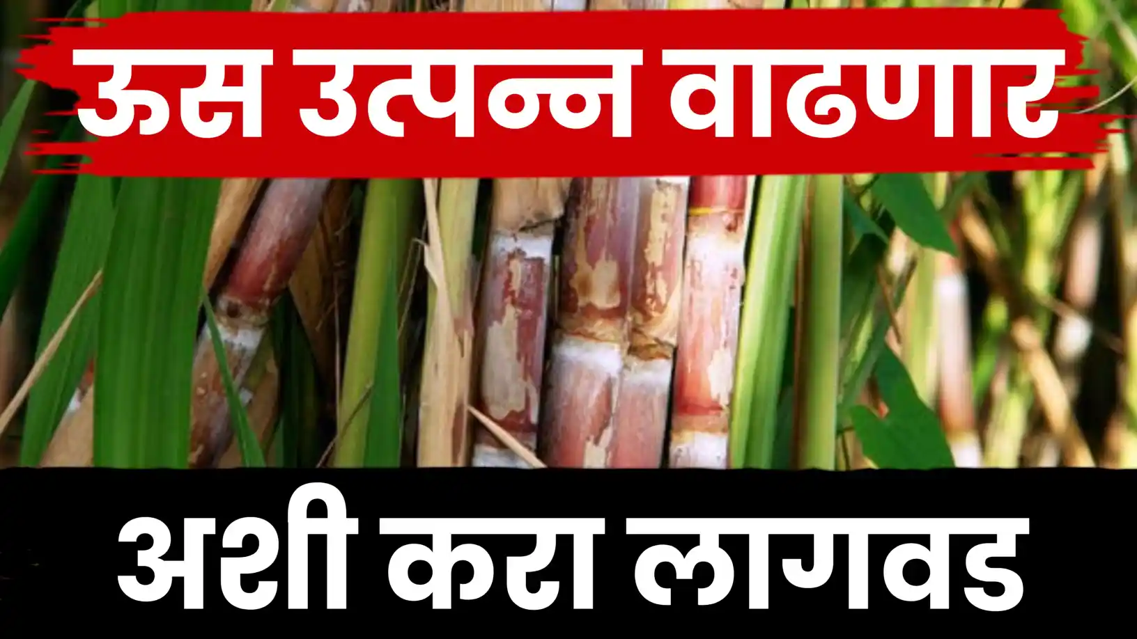 सुपरकेन नर्सरी'ने