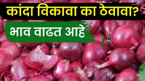 निर्यात वाढली-कांद्याच्या भावात होतेय वाढ, आता कांदा विकावा कि थांबावे ?