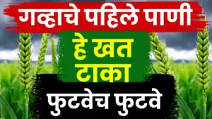 गव्हाच्या भरघोस उत्पादनासाठी पहिले पाणी आणि खत व्यवस्थापन